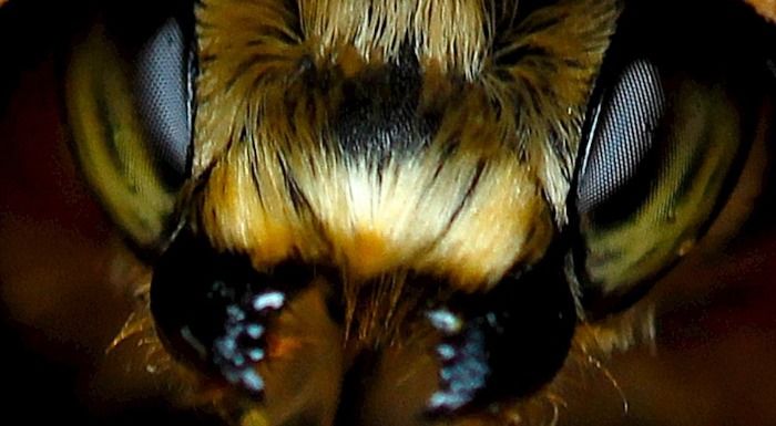Un studio de jeux vidéo indépendant découvre que les abeilles seraient à l'origine de tous les problèmes sur terre.